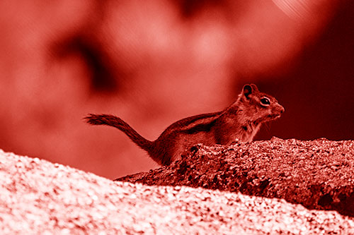 Rock Climbing Squirrel Reaches Shaded Area (Red Shade Photo)