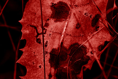 Rot Screaming Leaf Face Among Grass Blades (Red Shade Photo)