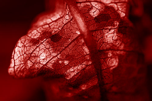 Rotting Veined Leaf Stem Face (Red Shade Photo)