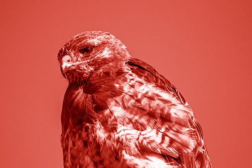 Rough Legged Hawk Keeping An Eye Out (Red Shade Photo)