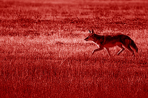Running Coyote Hunting Among Grass Prairie (Red Shade Photo)
