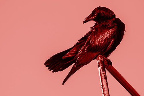 Rusted Rail Raven Keeping Watch (Red Shade)