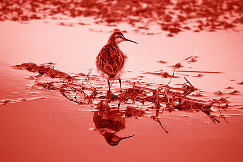 Sandpiper Bird Perched On Floating Lake Stick (Red Shade Photo)