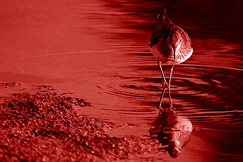 Sandpiper Watching Water Rippling Among Shoreline (Red Shade)