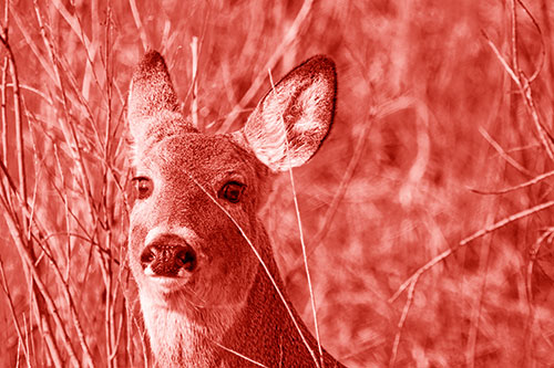 Scared White Tailed Deer Among Branches (Red Shade Photo)