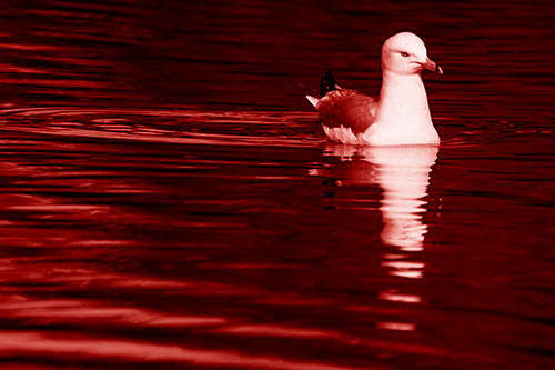 Seagull Floating Among Illuminated Rippling Water (Red Shade)