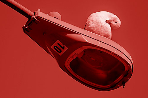 Seagull Grooming Self Atop Street Light Pole (Red Shade)