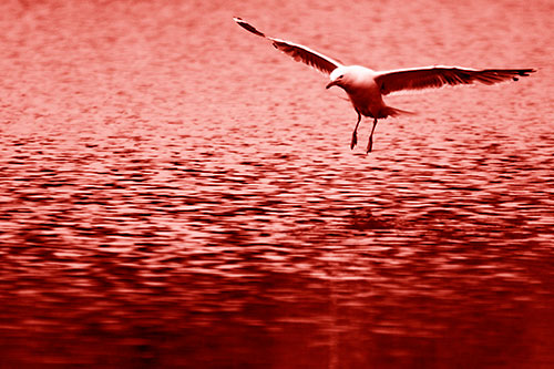 Seagull Landing On Lake Water (Red Shade Photo)