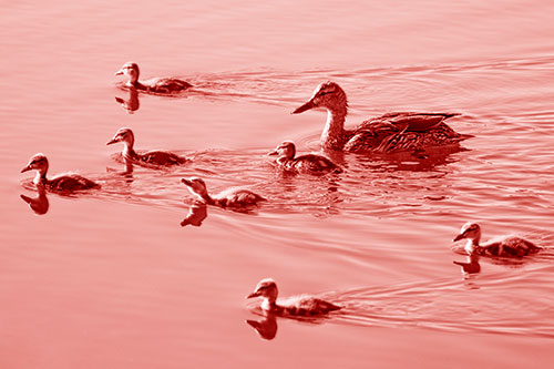 Seven Mallard Ducklings Swimming With Mother (Red Shade)
