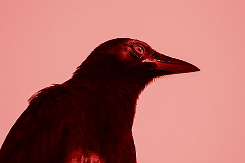 Shaded Crow Gazing Towards Sunlight (Red Shade Photo)