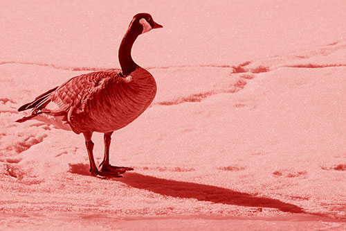 Shadow Casting Canadian Goose Standing Among Snow (Red Shade Photo)