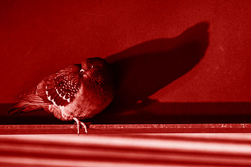 Shadow Casting Pigeon Looking Towards Light (Red Shade)