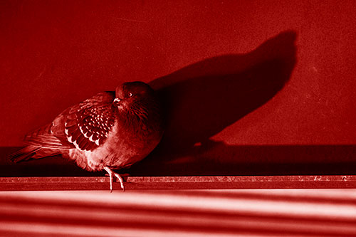 Shadow Casting Pigeon Looking Towards Light (Red Shade Photo)
