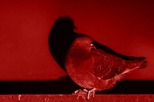 Shadow Casting Pigeon Perched Among Steel Beam (Red Shade)