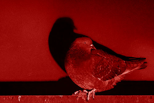 Shadow Casting Pigeon Perched Among Steel Beam (Red Shade Photo)
