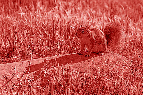 Shadow Casting Squirrel Sitting Atop Concrete Drain (Red Shade)