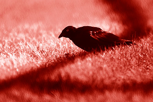 Shadow Standing Grackle Bird Leaning Forward On Grass (Red Shade Photo)
