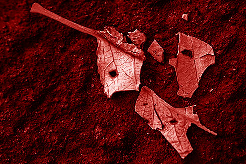 Shattered Leaf Face Separating Atop Pavement (Red Shade)
