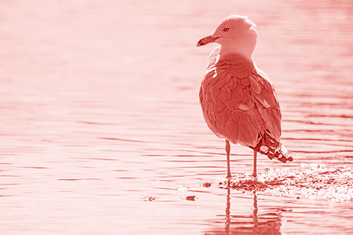 Shore Standing Seagull Watches Across Lake (Red Shade)