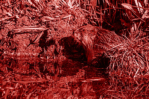 Shy Muskrat Sits Among Shallow Stream (Red Shade)