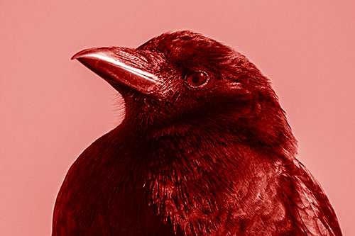Side Glancing Crow Among Sunlight (Red Shade)