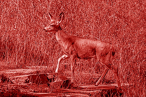 Side Glancing Mule Deer Walking Up Stepping Stones (Red Shade)