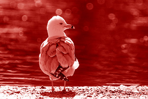 Sideways Glancing Seagull Observing Lake Surroundings (Red Shade)