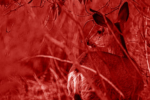 Sideways Glancing White Tailed Deer Beyond Tree Branches (Red Shade Photo)