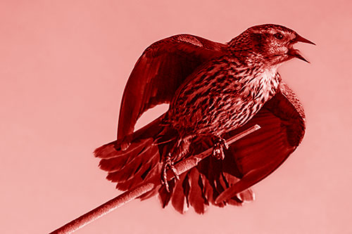 Singing Female Red Winged Blackbird Gripping Broken Cattail (Red Shade)