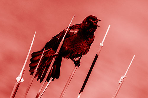 Singing Red Winged Blackbird Gripping Ahold Between Leaning Cattail Branches (Red Shade)