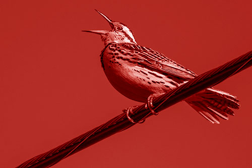 Singing Western Meadowlark Perched Atop Powerline Wire (Red Shade Photo)
