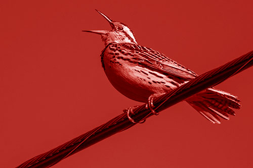 Singing Western Meadowlark Perched Atop Powerline Wire (Red Shade)