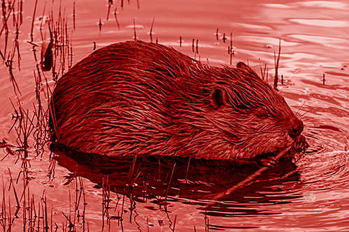 Sitting Beaver Nibbles Branch Along Shallow Rivershore (Red Shade)