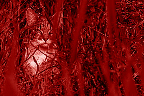 Sitting Cat Gazes Through Reed Grass (Red Shade)