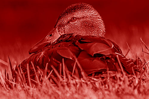 Sitting Mallard Duck Resting Among Grass (Red Shade Photo)