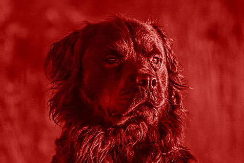 Sitting Rottweiler Dog Poses Among Sunrise (Red Shade)