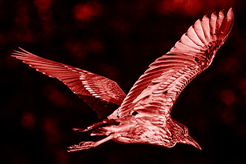 Skittish Black Crowned Night Heron Flying Towards Seclusion (Red Shade)