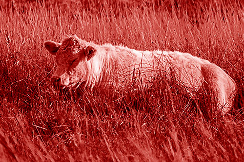 Sleeping Cow Resting Among Grass (Red Shade Photo)