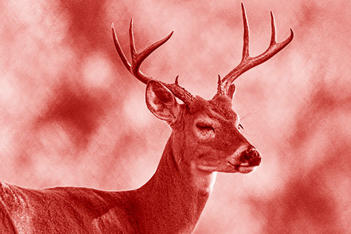 Sleepy White Tailed Deer Dreaming Among Trees (Red Shade)