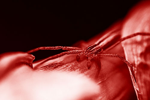 Slender Crab Spider Sprawled Out Among Plant (Red Shade)