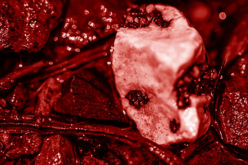 Slimy Extraterrestrial Alien Faced Rock Head (Red Shade Photo)