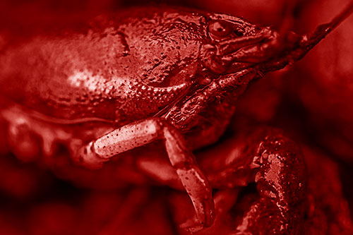Slimy Wet Bulging Eyed Crayfish (Red Shade Photo)
