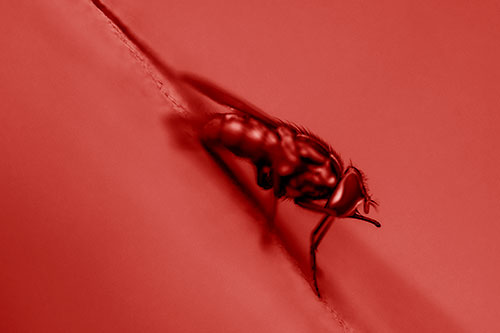 Sloping Perched Cluster Fly Cleaning Itself (Red Shade)