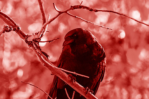 Sloping Perched Crow Glancing Downward Atop Tree Branch (Red Shade Photo)