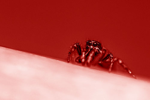 Sloping Perched Jumping Spider Watches Closely (Red Shade)