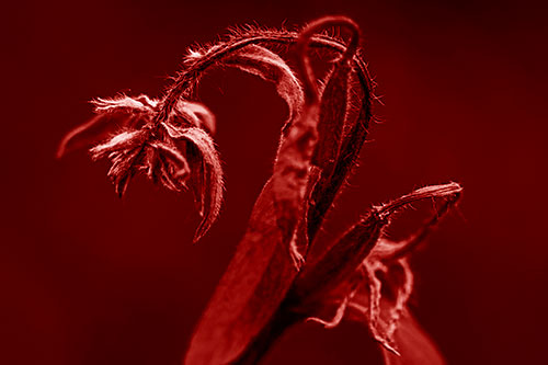 Slouching Hairy Stemmed Weed Plant (Red Shade Photo)