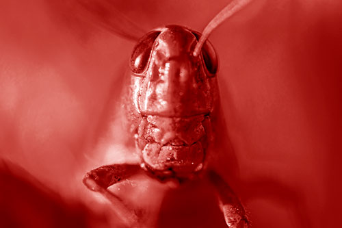 Smiling Grasshopper Enjoying Sunshine (Red Shade)