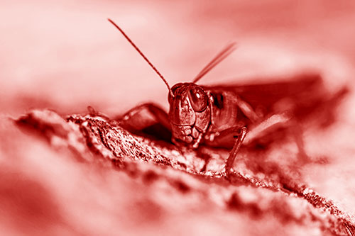 Smiling Grasshopper Grabbing Ahold Tree Stump (Red Shade Photo)