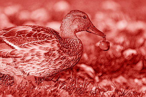 Smiling Mallard Duck Carries Cherry Across Grass (Red Shade)