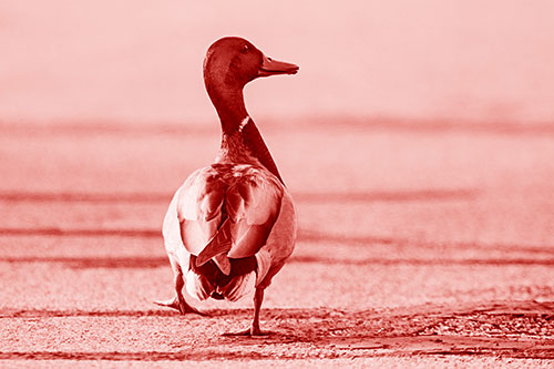 Smiling Mallard Duck Walking Down Sidewalk (Red Shade Photo)
